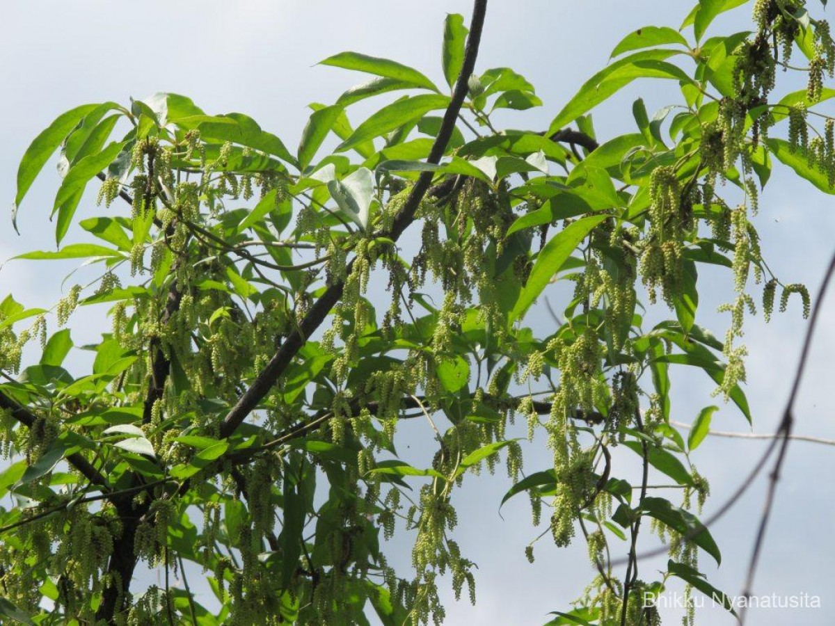 Dioscorea pentaphylla L.